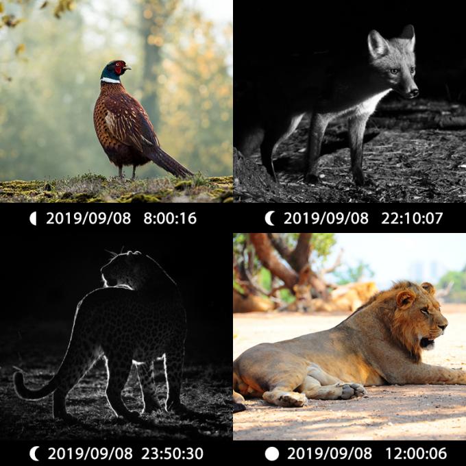 ইনফ্রারেড হান্টিং ক্যামেরা 30MP1080P ডুয়াল-লেন্স গেম ক্যামেরা আউটডোর ওয়াইল্ডলাইফ ট্র্যাপ জলরোধী 940nm আইআর ক্যামেরা 6