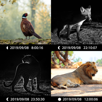 KW696 বহিরঙ্গন শিকার ক্যামেরা ডুয়াল লেন্স 30MP no-glow trail ক্যামেরা 1080p নাইট ভিশন 512G জন্য