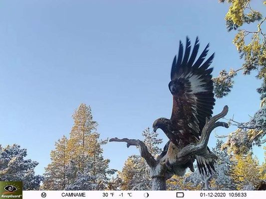 আইপি৬৫ ওয়াটারপ্রুফ ৪জি ট্রেইল ক্যামেরা