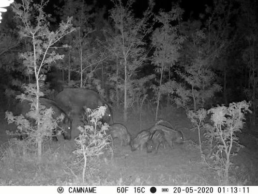 আইপি৬৭ নো-গ্লো হান্টিং ক্যামেরা ৪৫০ মিমি মাইক্রো লেন্স সাপোর্ট এবং ১ সেকেন্ড-৬০ মিটার ইন্টারভাল এইচডি হান্টিং ক্যামেরা