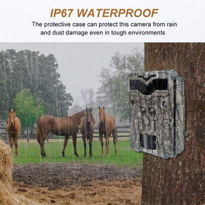 4K ডিজিটাল ওয়াইল্ডলাইফ ক্যামেরা